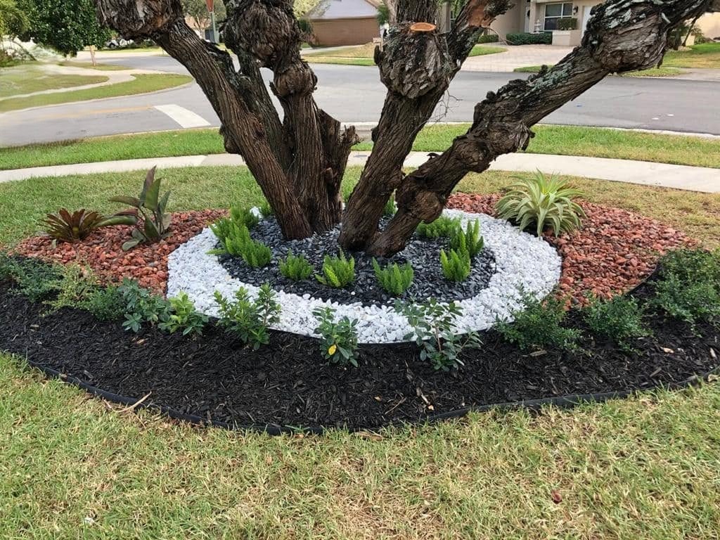 Tree Ring & Tropical Planting